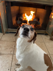 dog fireplace